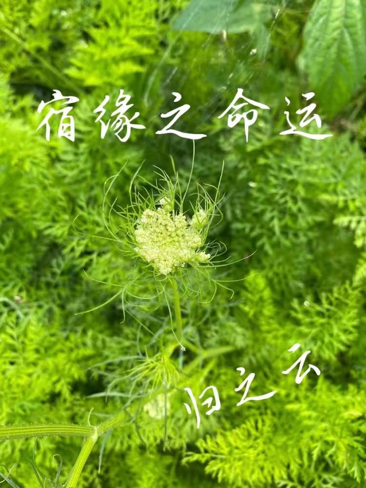 什么叫做宿命之缘